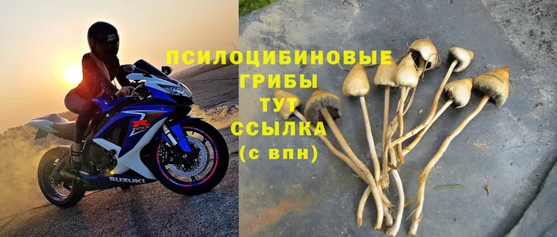 Галлюциногенные грибы MAGIC MUSHROOMS  MEGA зеркало  Верхняя Пышма 